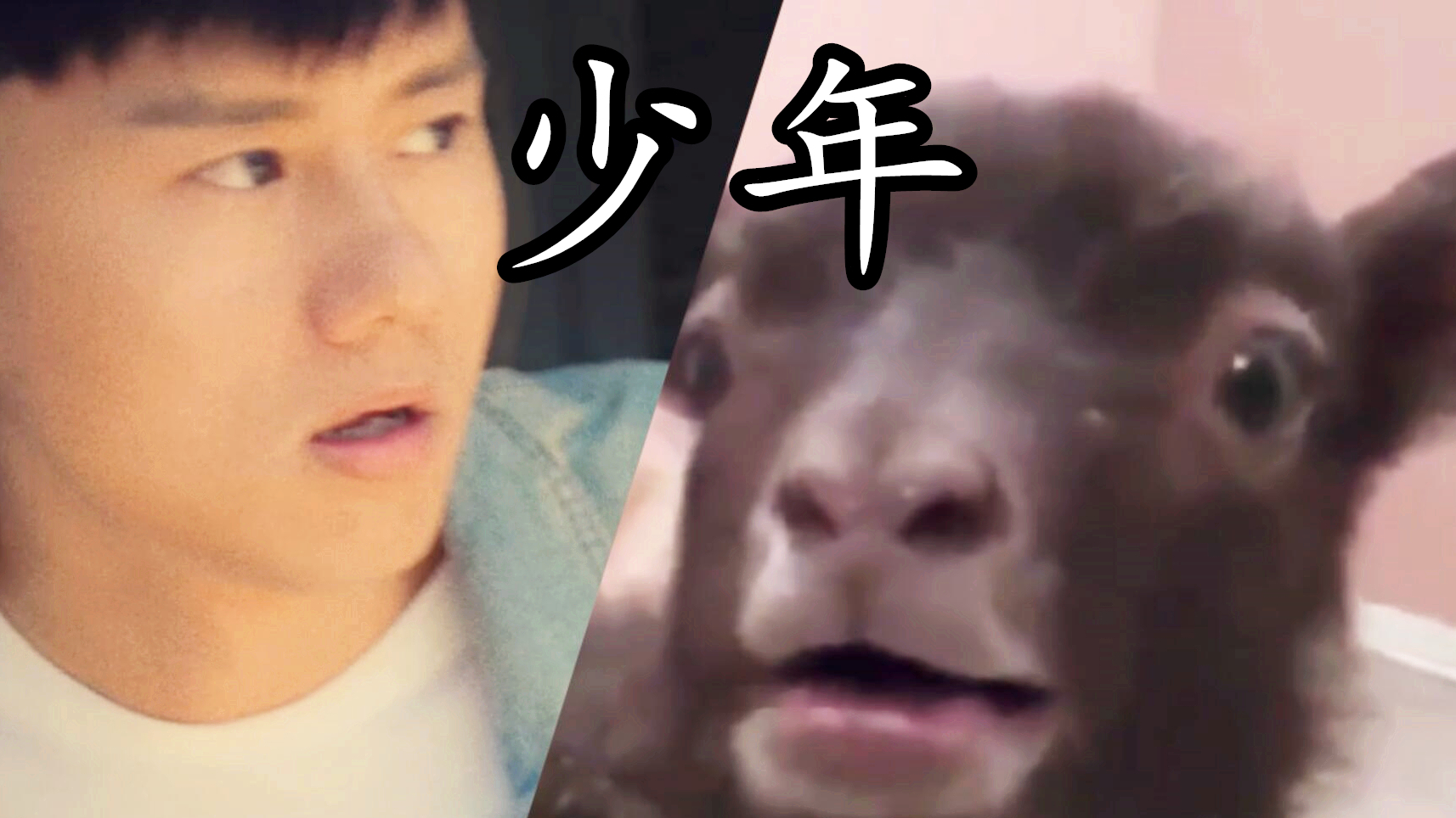 【张杰】我不是从前那个羊驼(少年)